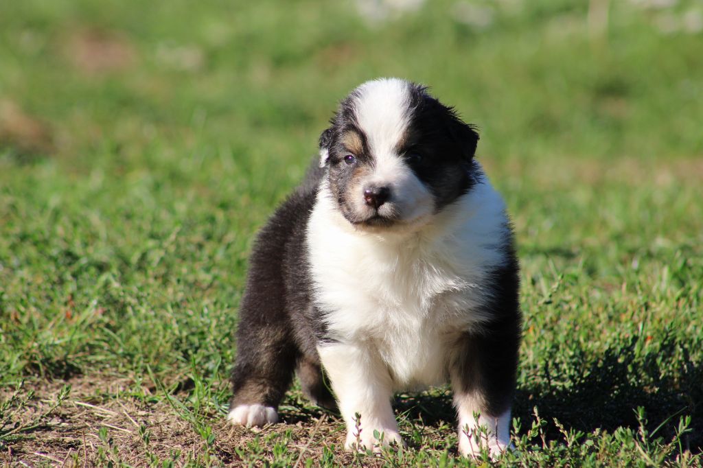 Des Bergers D'eden - Chiots disponibles - Berger Australien