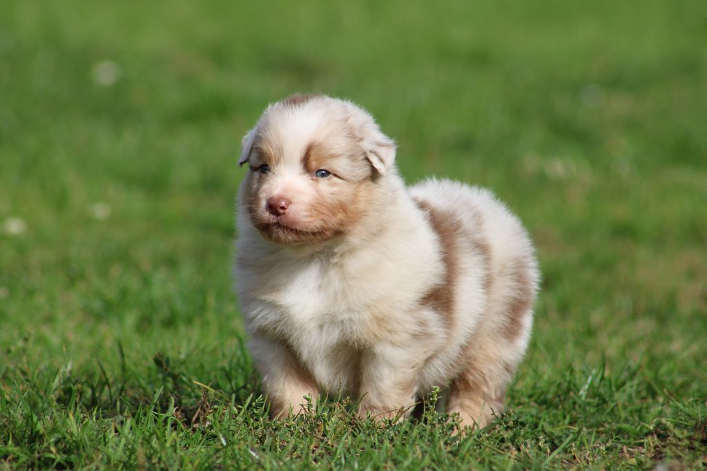 Des Bergers D'eden - Chiots disponibles - Berger Australien