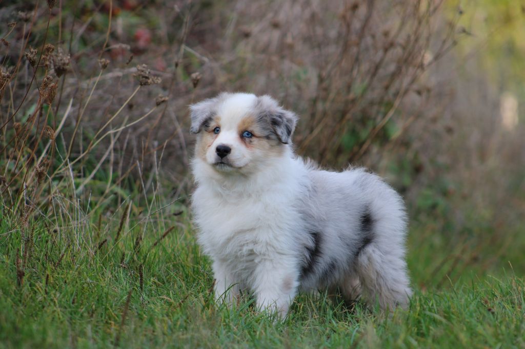 Des Bergers D'eden - Chiots disponibles - Berger Australien