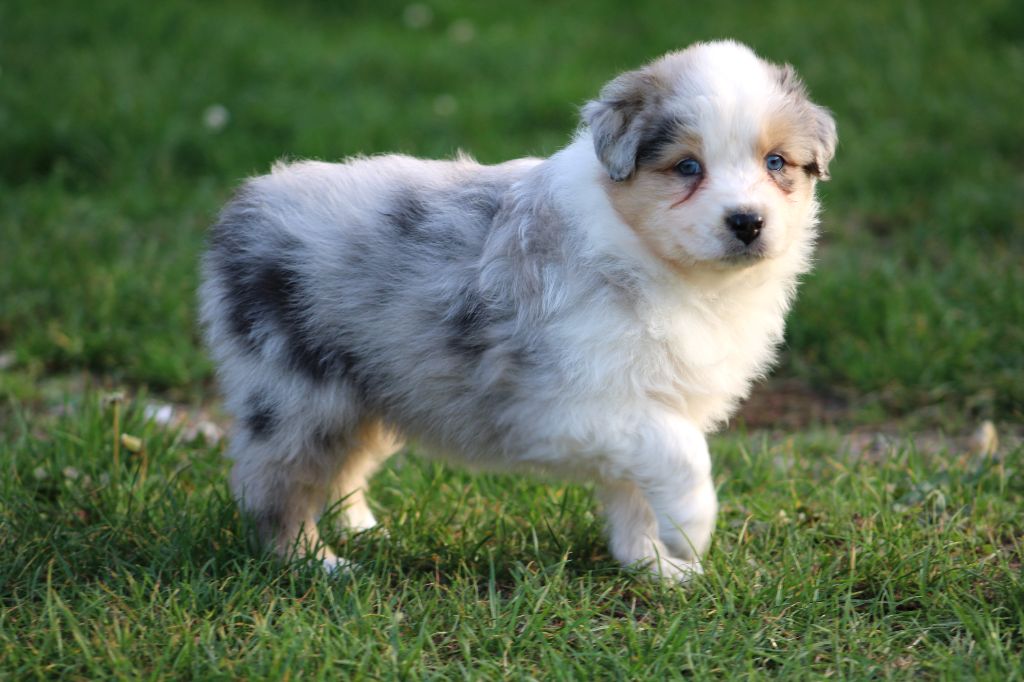 Des Bergers D'eden - Chiots disponibles - Berger Australien