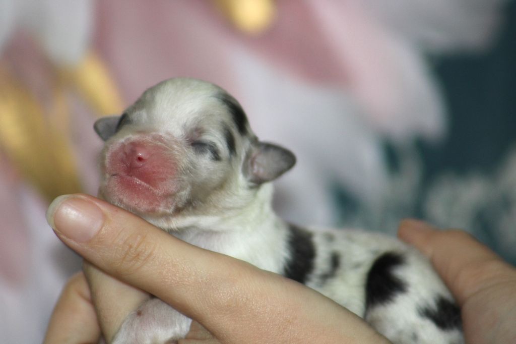 Des Bergers D'eden - Chiots disponibles - Berger Australien