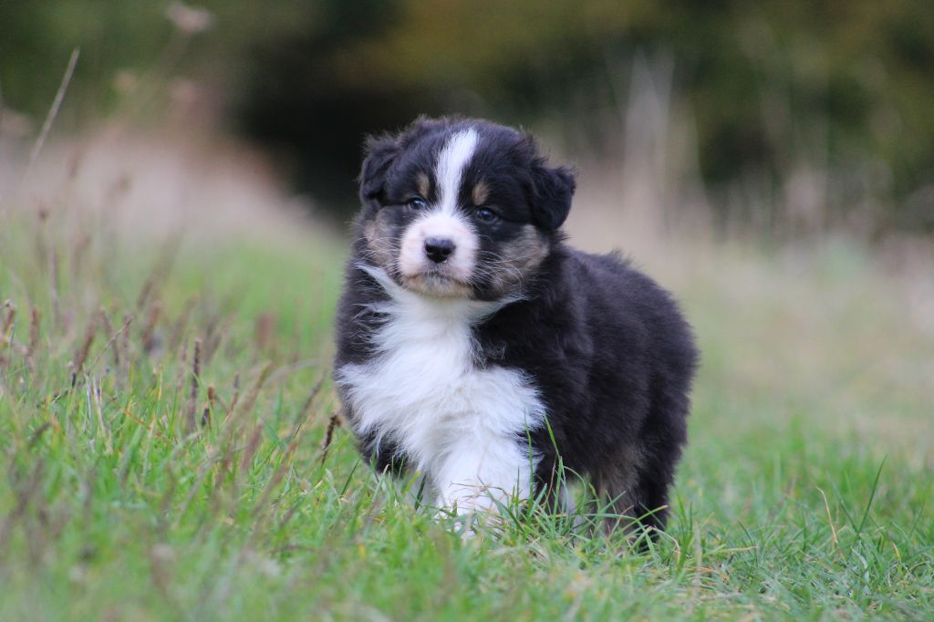 Des Bergers D'eden - Chiots disponibles - Berger Australien