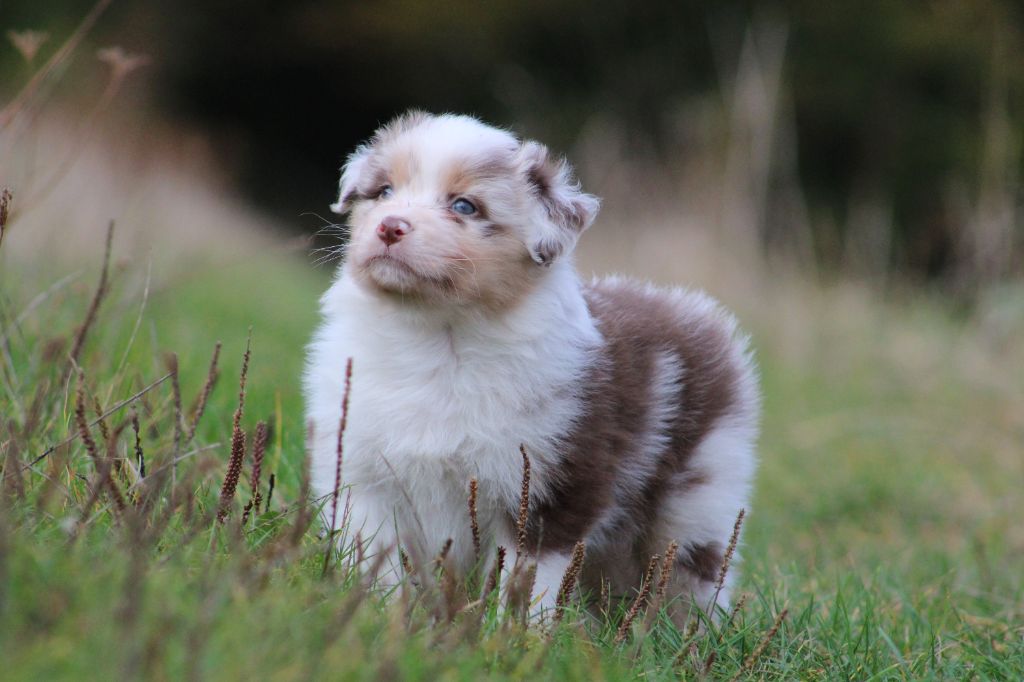 Des Bergers D'eden - Chiots disponibles - Berger Australien