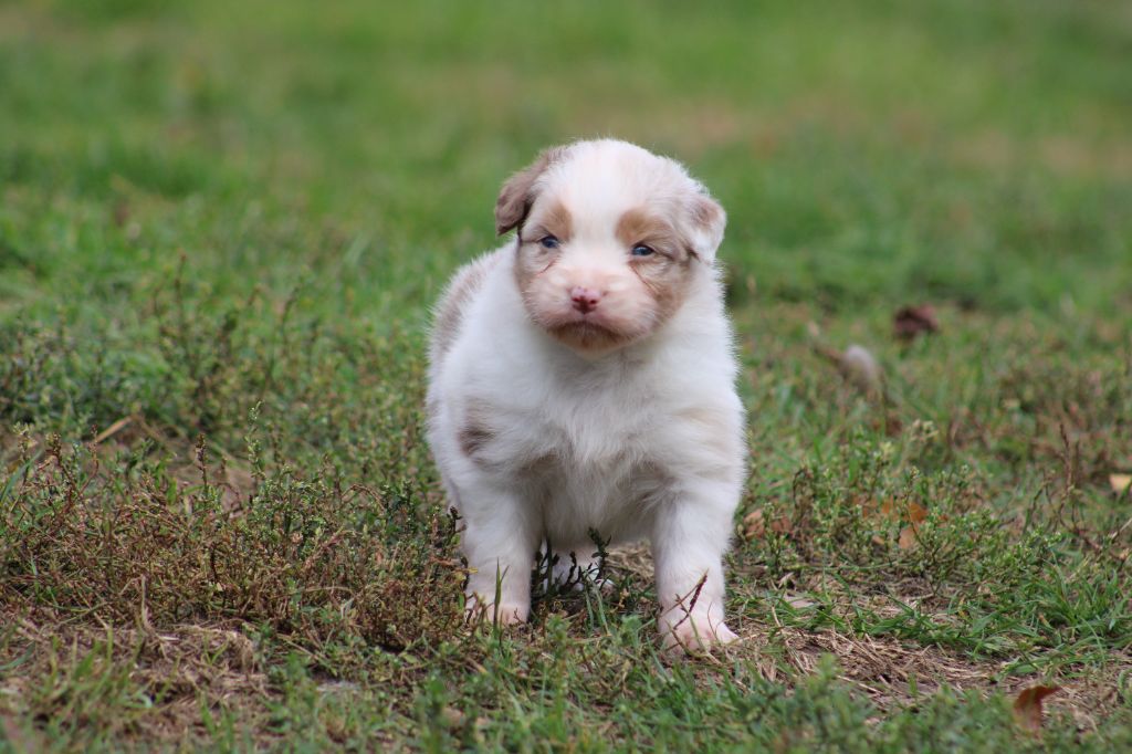 Des Bergers D'eden - Chiots disponibles - Berger Australien