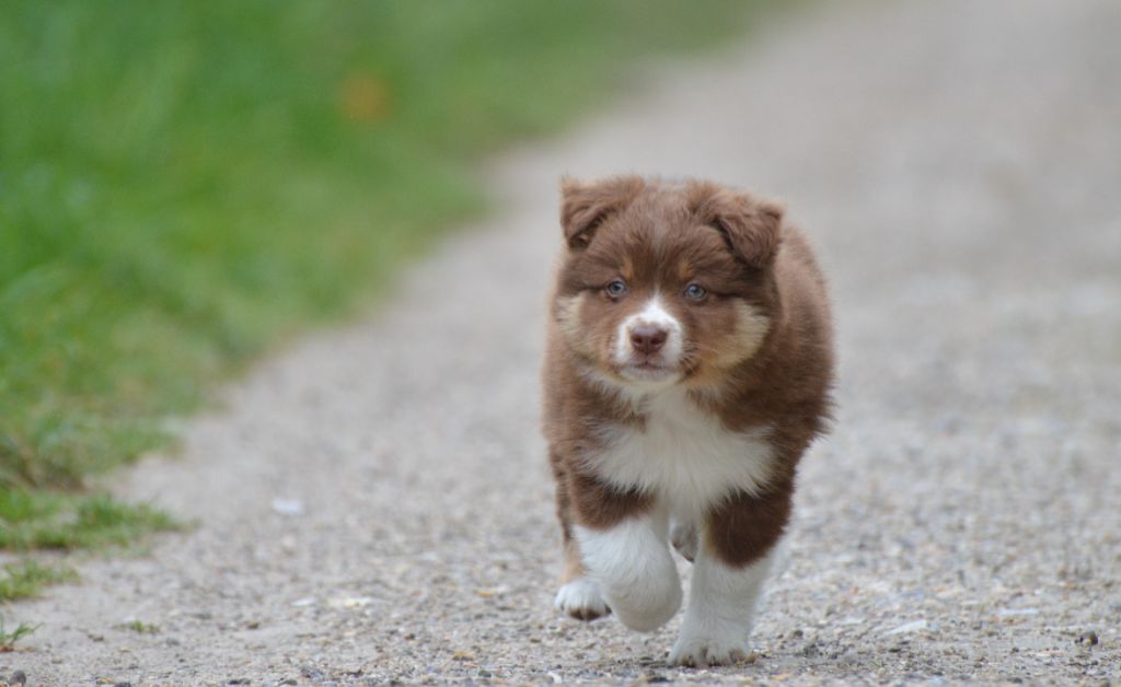 Des Bergers D'eden - Chiots disponibles - Berger Américain Miniature 