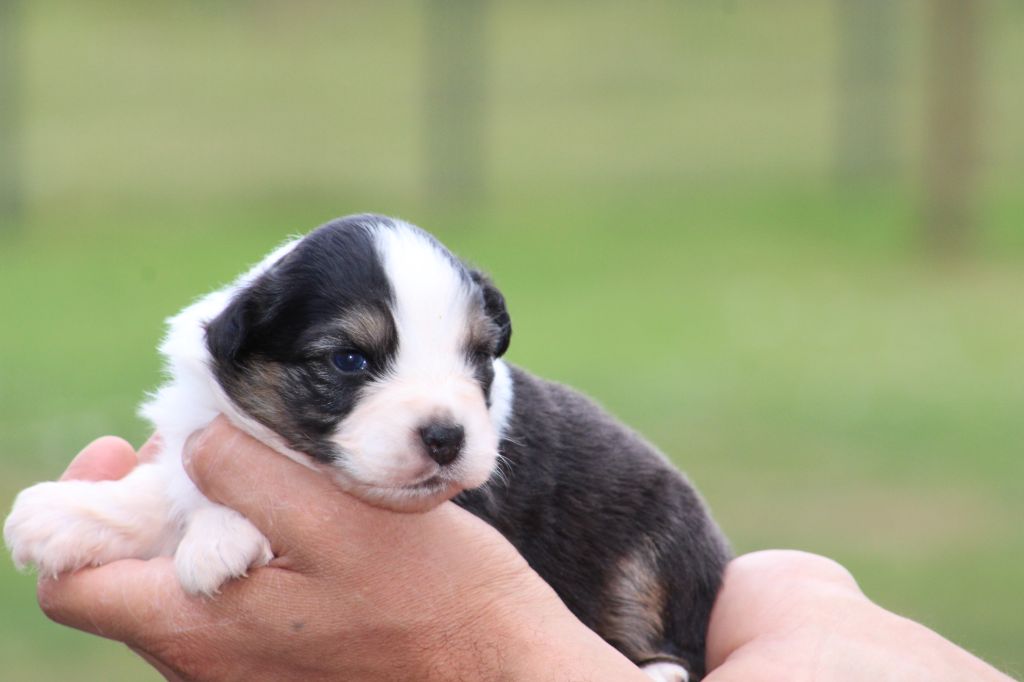Des Bergers D'eden - Chiots disponibles - Berger Australien