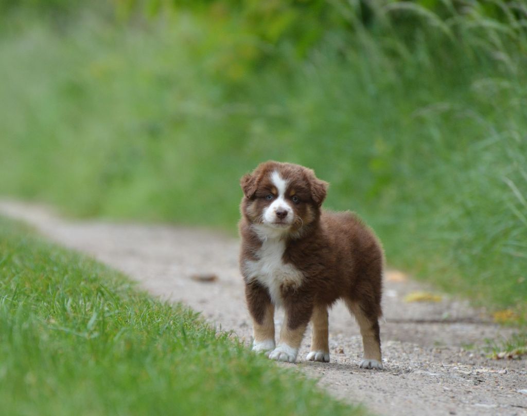 Des Bergers D'eden - Chiots disponibles - Berger Américain Miniature 