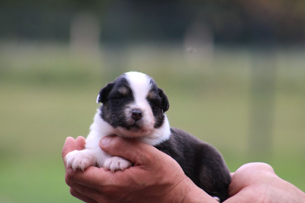Des Bergers D'eden - Chiots disponibles - Berger Australien