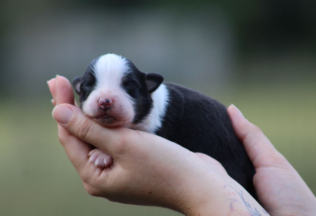 Des Bergers D'eden - Chiots disponibles - Berger Australien