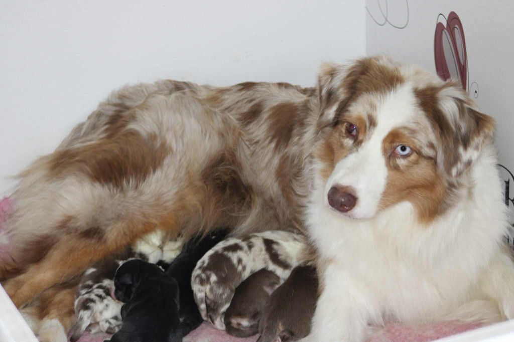 Chiot Berger Australien Des Bergers D'eden