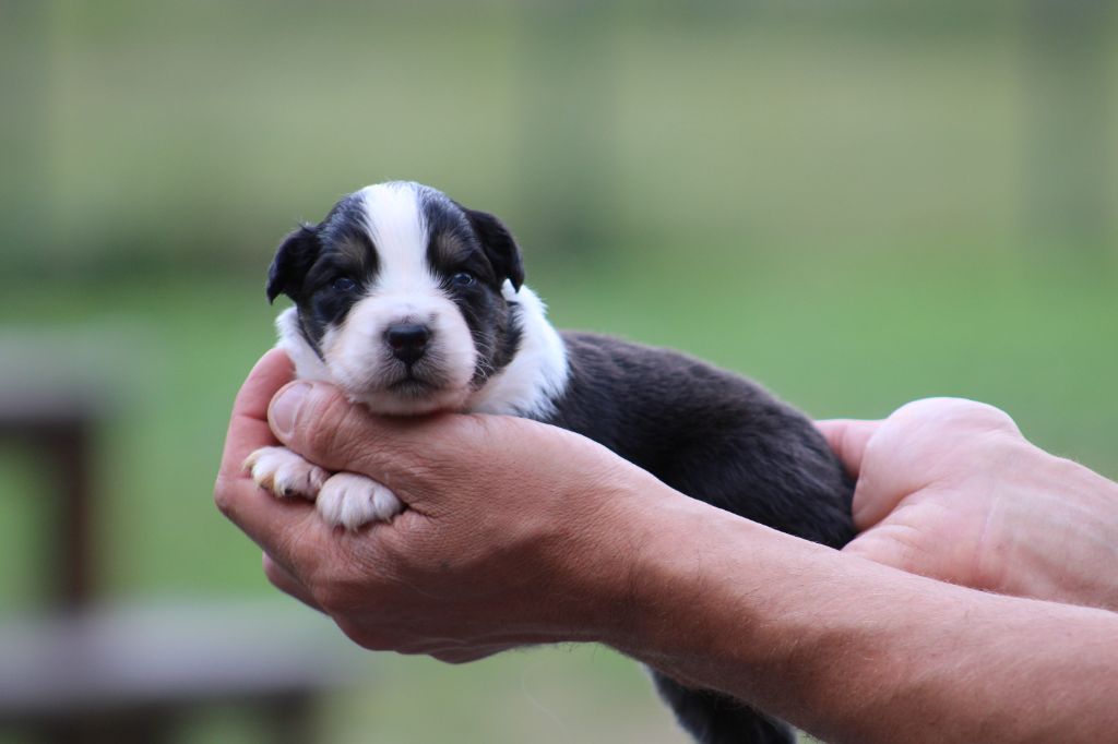 Des Bergers D'eden - Chiots disponibles - Berger Australien
