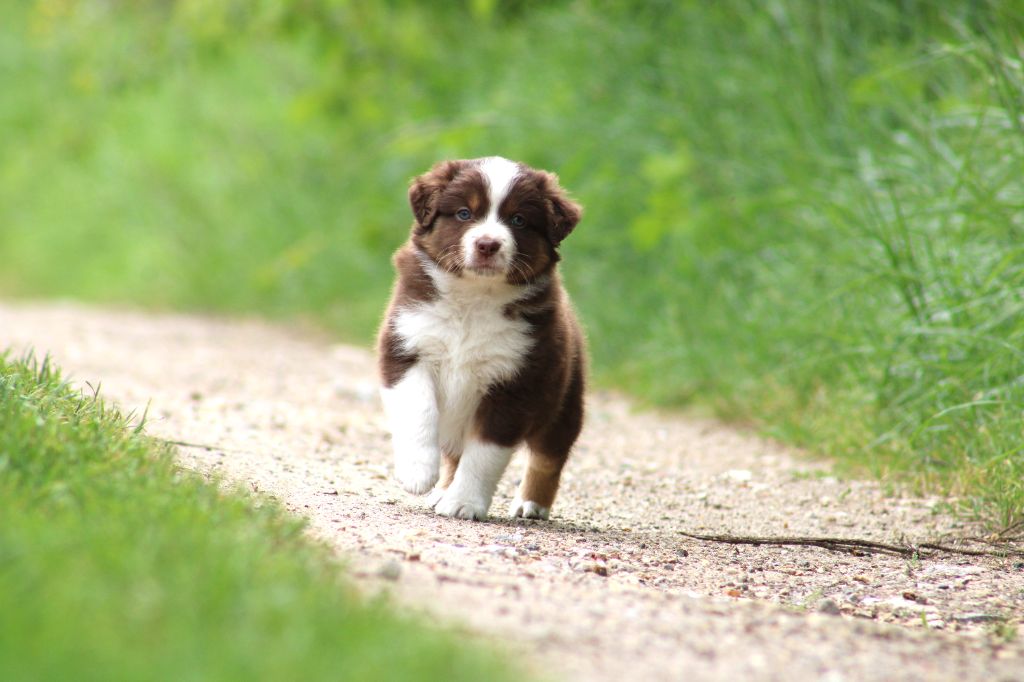 Des Bergers D'eden - Chiots disponibles - Berger Américain Miniature 