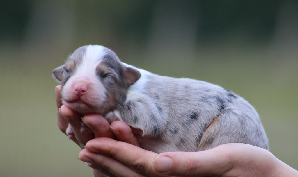 Des Bergers D'eden - Chiots disponibles - Berger Australien