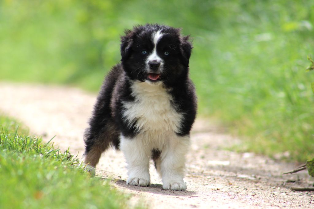 Des Bergers D'eden - Chiots disponibles - Berger Américain Miniature 