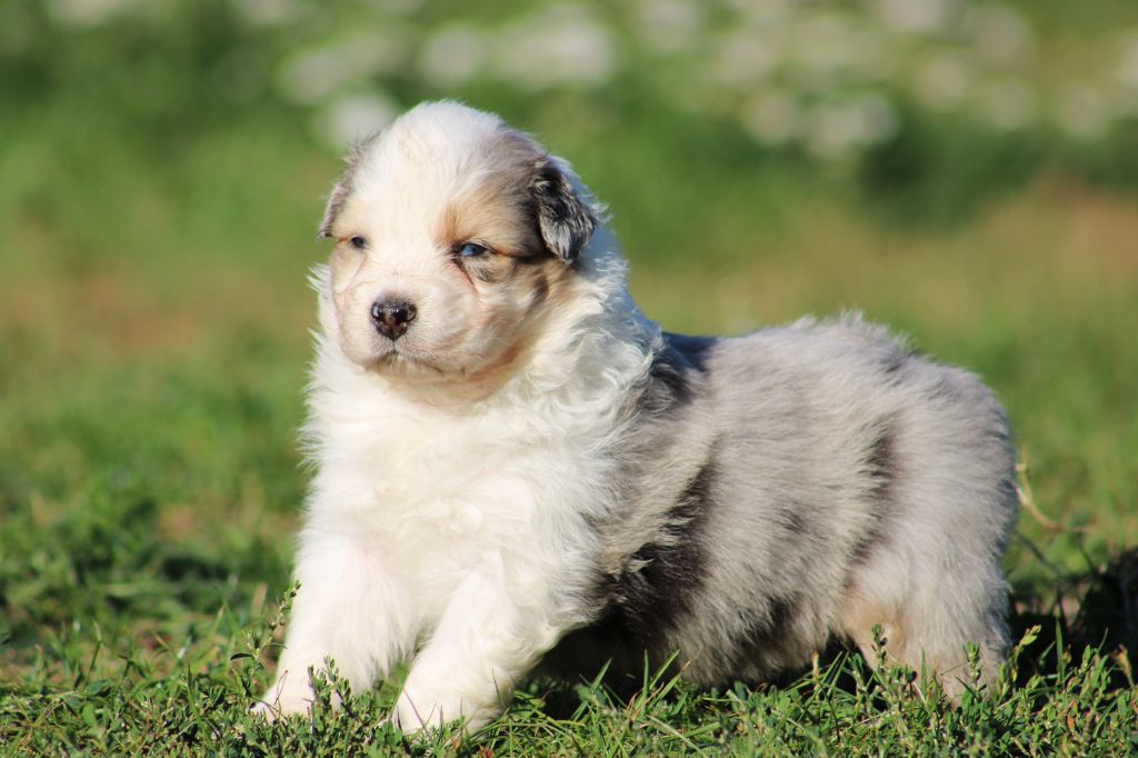 Des Bergers D'eden - Chiots disponibles - Berger Australien