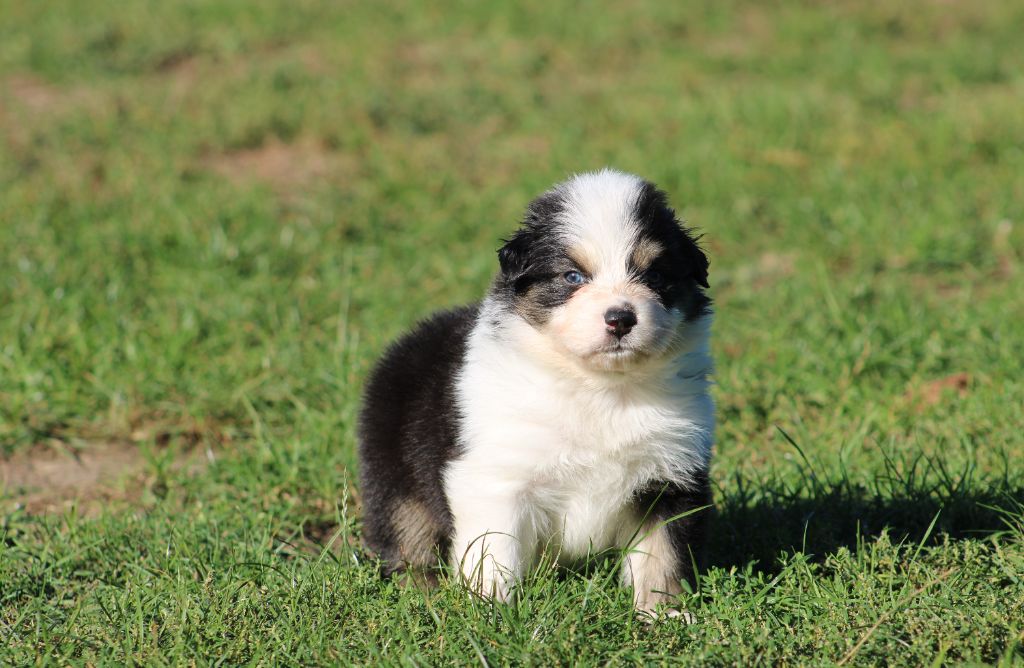 Des Bergers D'eden - Chiots disponibles - Berger Australien