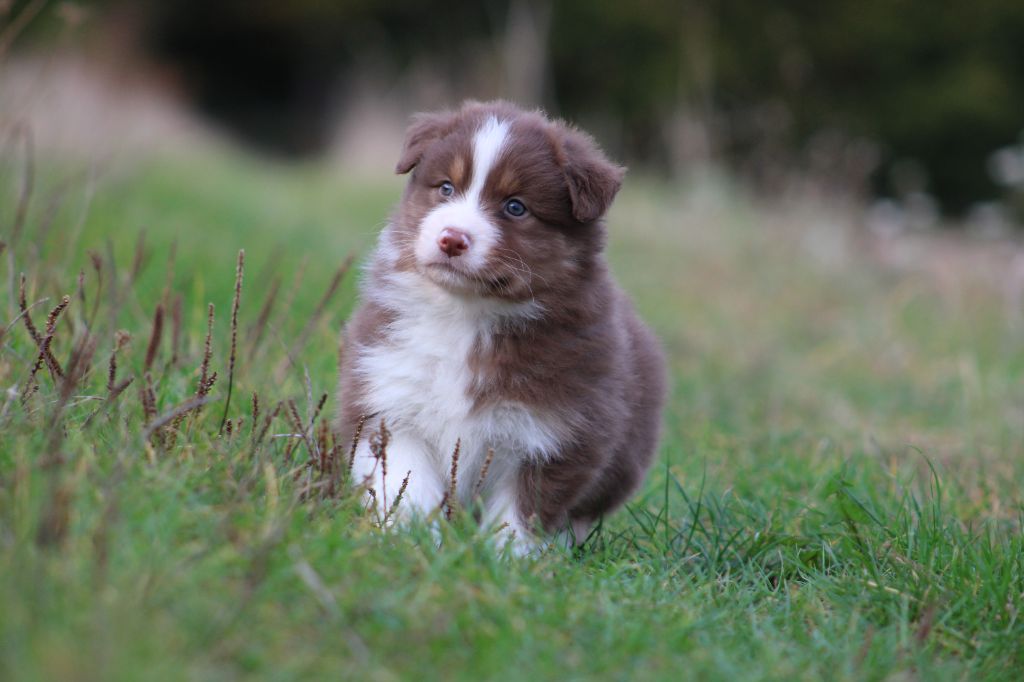 Des Bergers D'eden - Chiots disponibles - Berger Australien