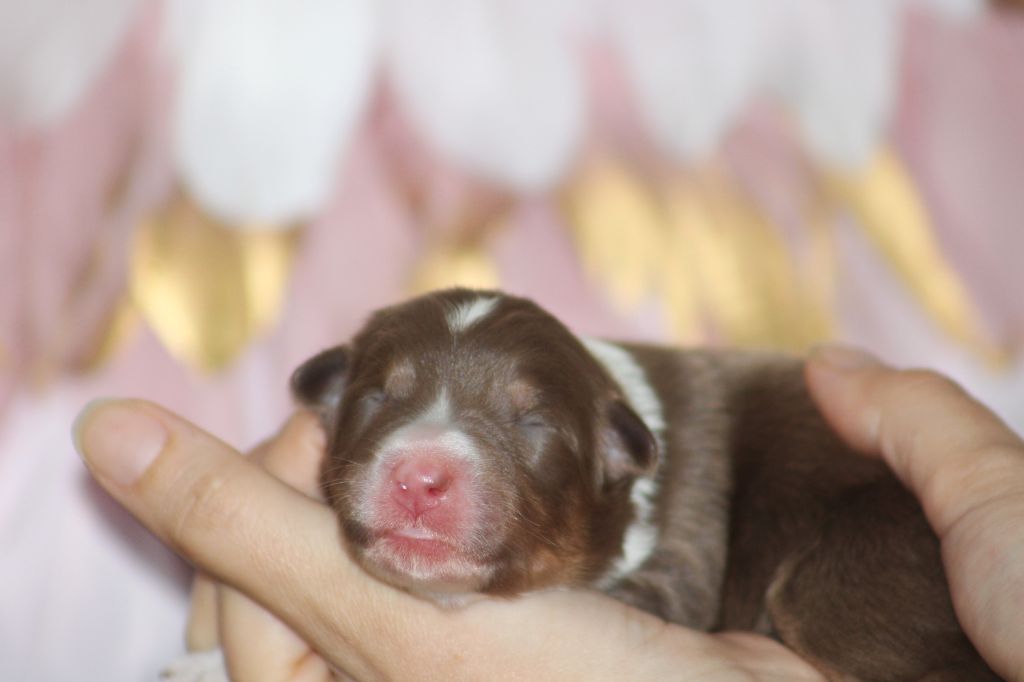 Des Bergers D'eden - Chiots disponibles - Berger Australien