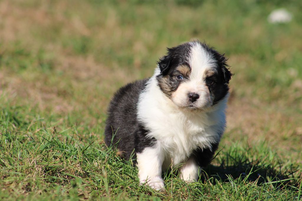Des Bergers D'eden - Chiots disponibles - Berger Australien