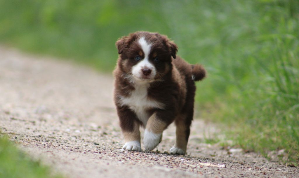 Des Bergers D'eden - Chiots disponibles - Berger Américain Miniature 