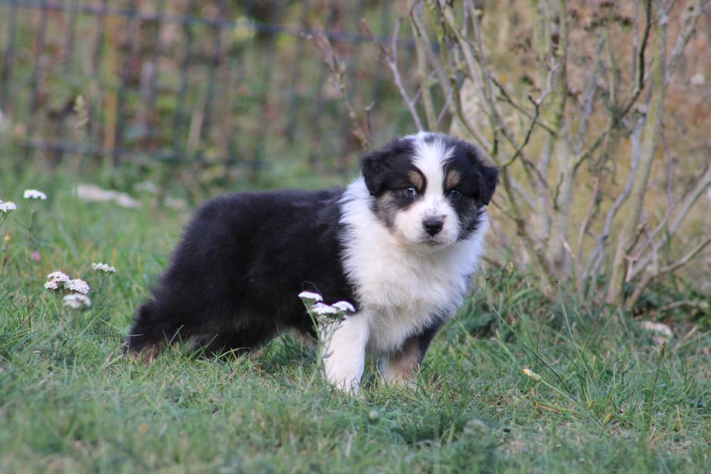 Des Bergers D'eden - Chiots disponibles - Berger Australien