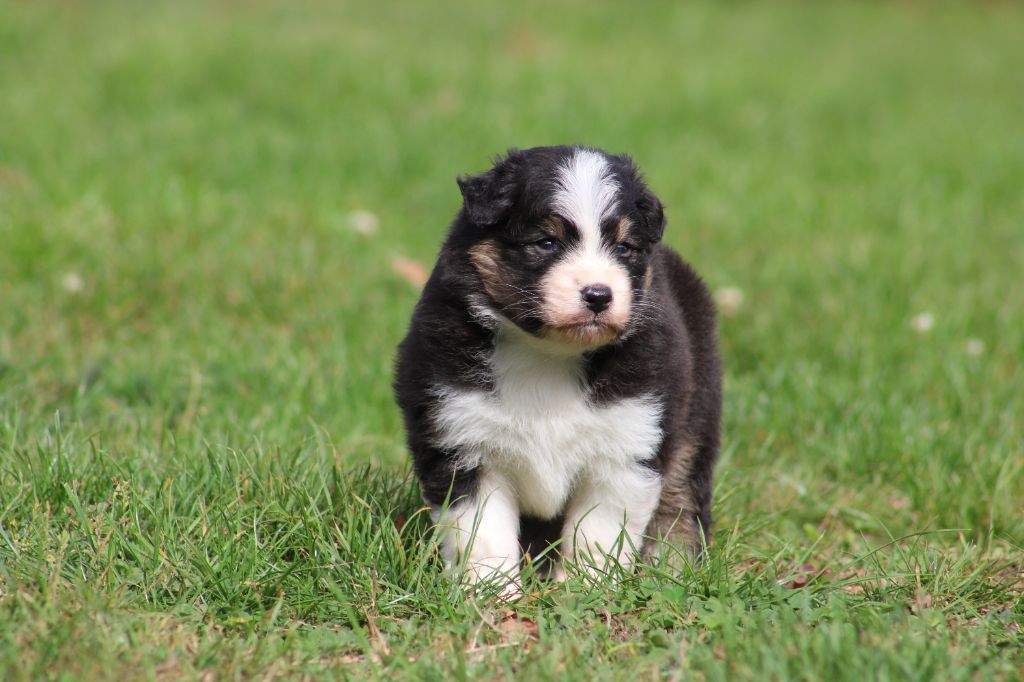Des Bergers D'eden - Chiots disponibles - Berger Australien